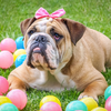 Everything You Need To Know About The English Bulldog!