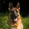 The Perfect Canine: The German Shepherd