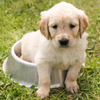 Spetacular™ Potty Training Tips For Your New Puppy!