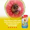 Electrolytes For Dogs? Benefits of Staying Hydrated