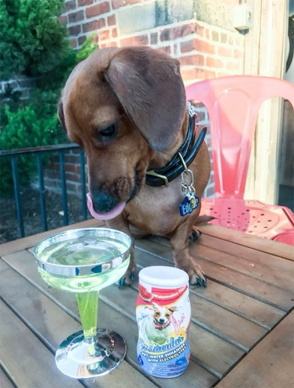DOG VITAMIN WATER WITH ELECTROLYTES • WATERMELON FLAVOR • SINGLE BOTTLE