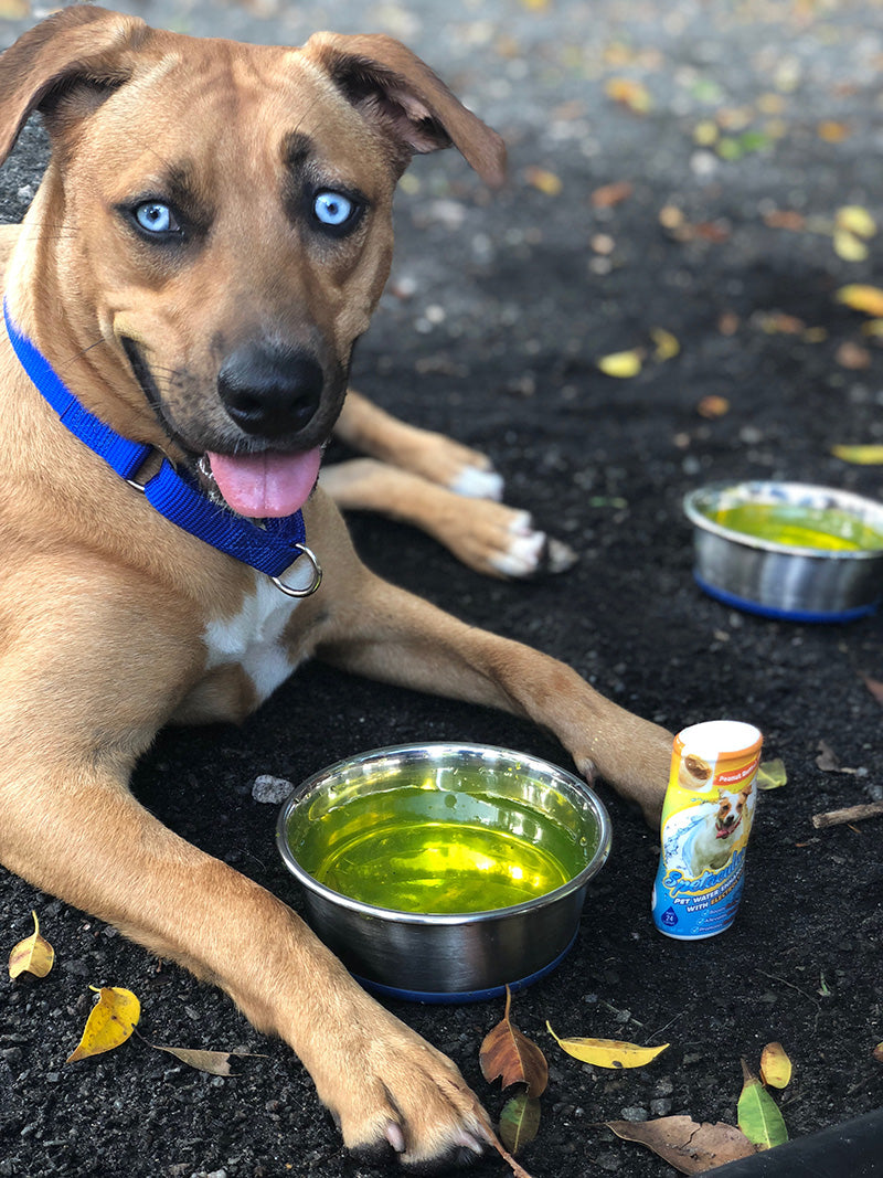 DOG VITAMIN WATER WITH ELECTROLYTES • PEANUT BUTTER • SINGLE BOTTLE