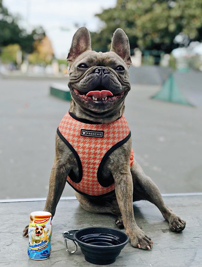 DOG VITAMIN WATER WITH ELECTROLYTES • PEANUT BUTTER • SINGLE BOTTLE